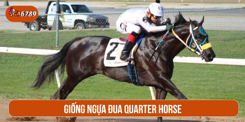Giống ngựa đua Quarter Horse là niềm tự hào của nước Mỹ