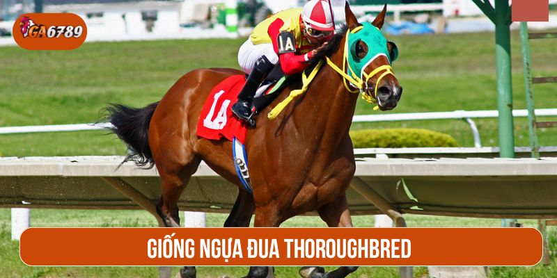 Thoroughbred được mệnh danh là Ferrari của các giống ngựa đua