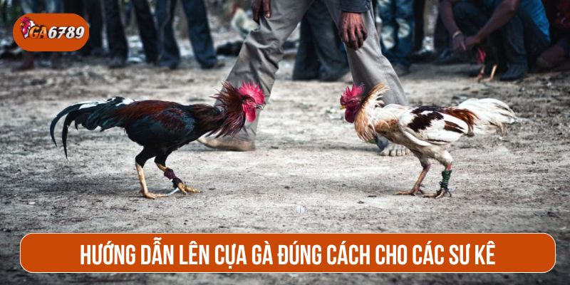 Ưu tiên chân thuận để lên cựa cho gà