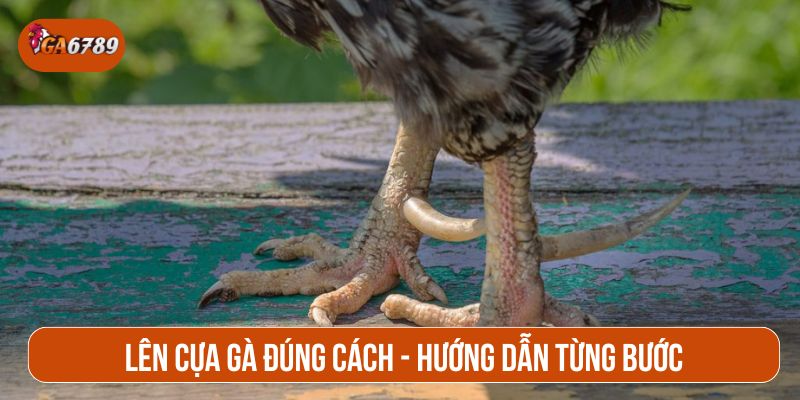 Lên cựa gà đúng cách