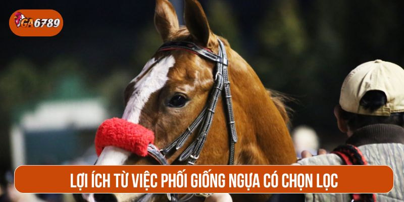 Phối giống ngựa giúp tạo ra chiến mã xuất sắc