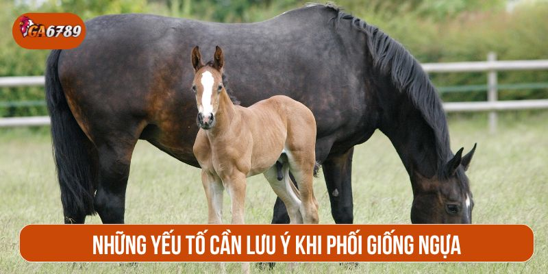 Xác định thời điểm rụng trứng của ngựa để tăng tỷ lệ thành công