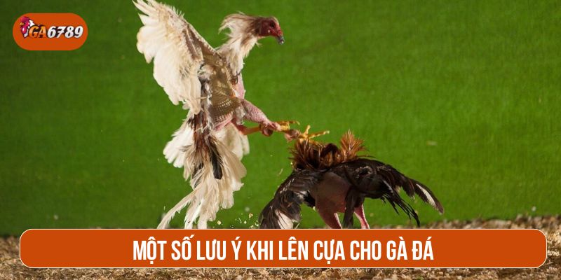 Lưu ý lên cựa gà đúng cách để tăng hiệu quả của gà trong trận đấu