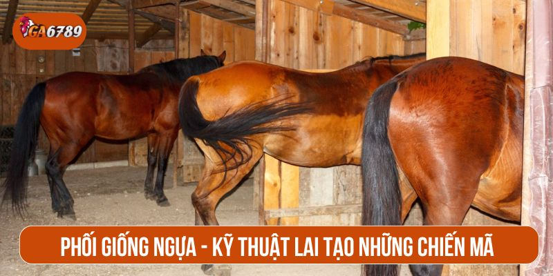 Phối giống ngựa