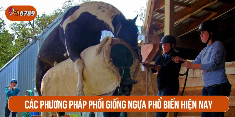 Phối giống ngựa được thực hiện theo nhiều phương pháp khác nhau