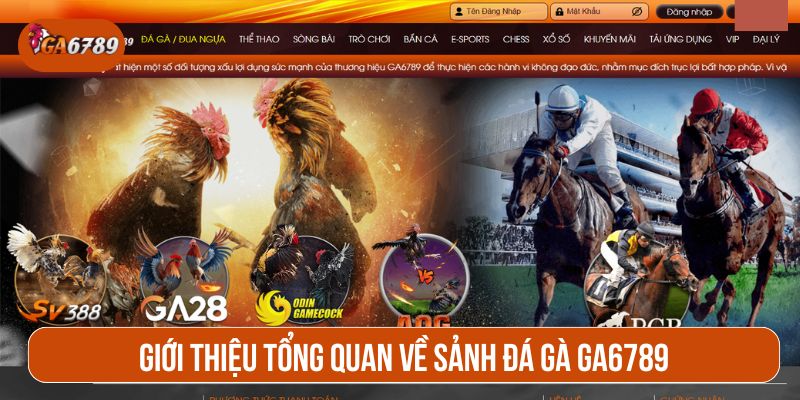 GA6789 là một trong những sảnh đá gà trực tuyến hàng đầu