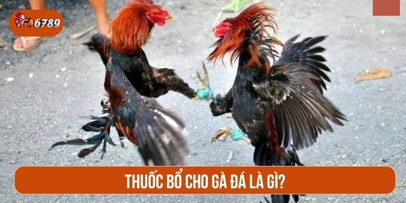 Thuốc bổ cho gà đá hỗ trợ chiến kê phát triển toàn diện