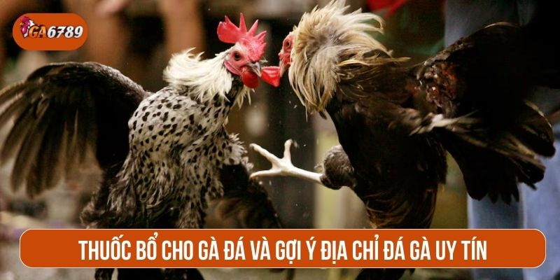 Thuốc bổ cho gà đá